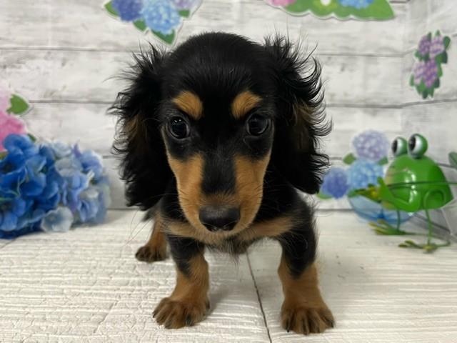 animal_image