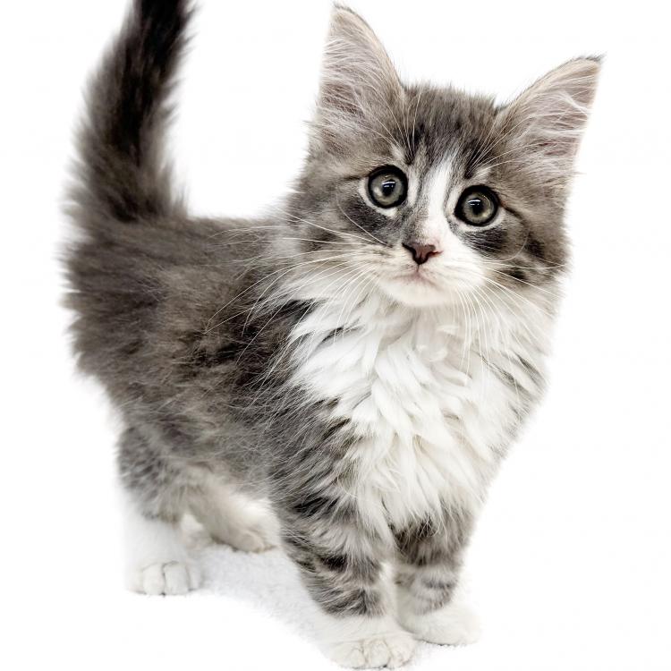 animal_image