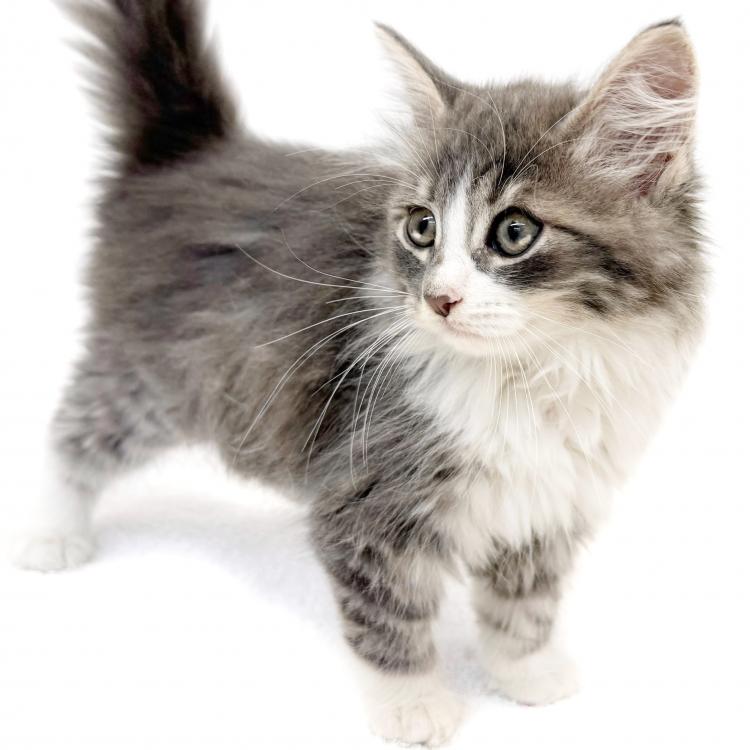animal_image