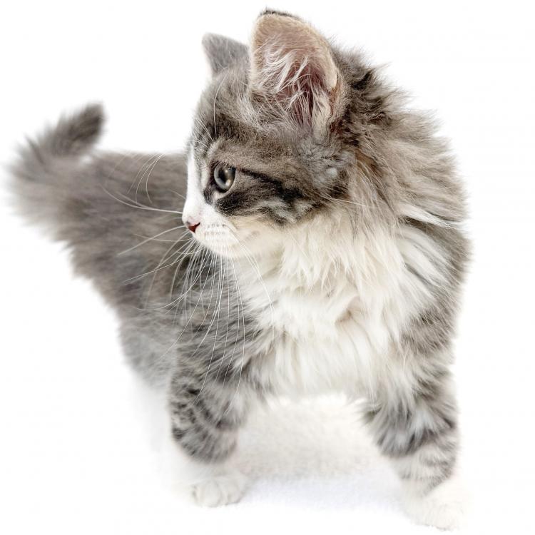 animal_image