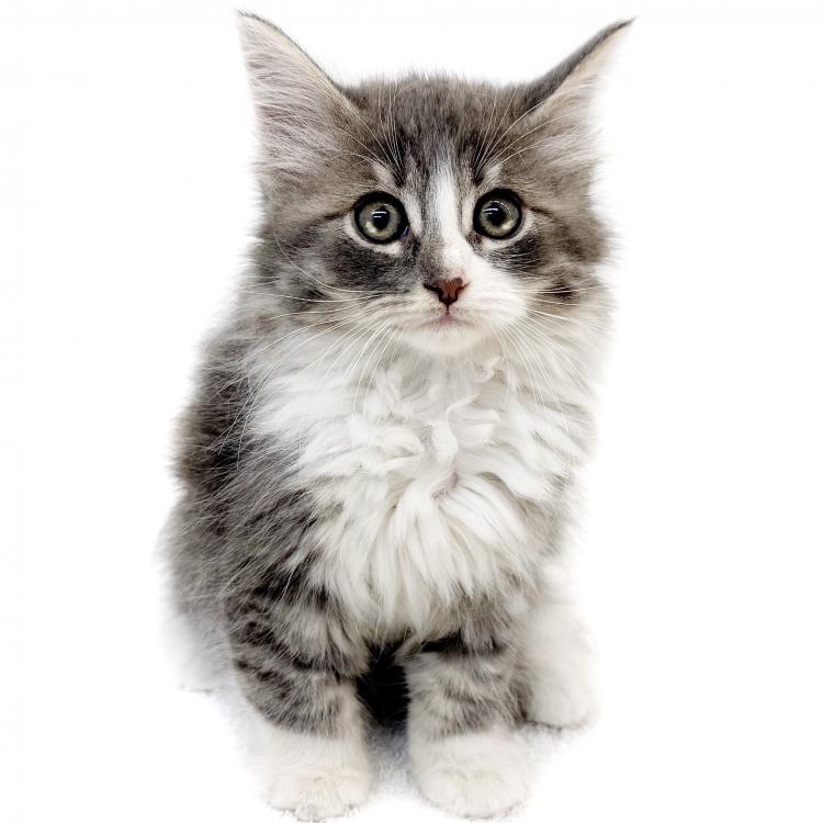animal_image
