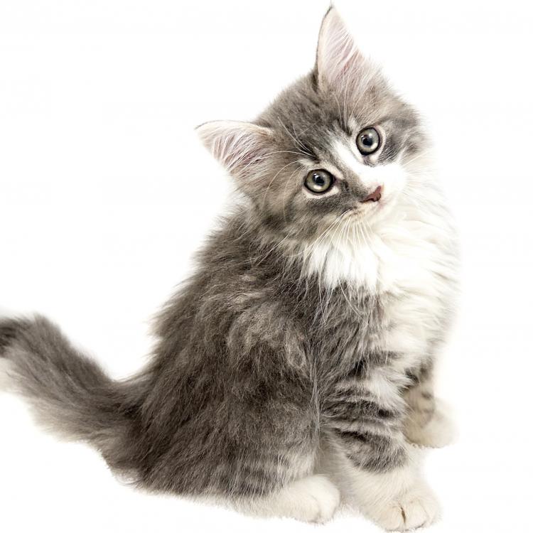 animal_image