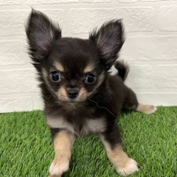animal_image