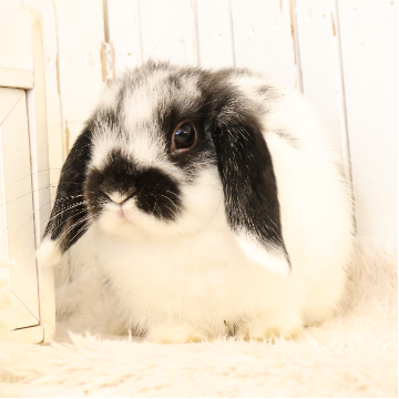 animal_image