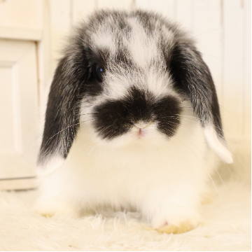 animal_image