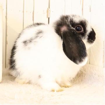 animal_image