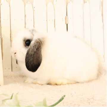 animal_image