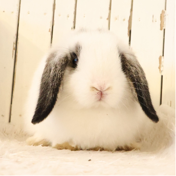animal_image