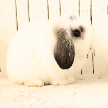 animal_image