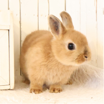 animal_image