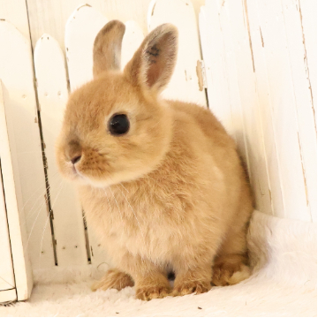 animal_image