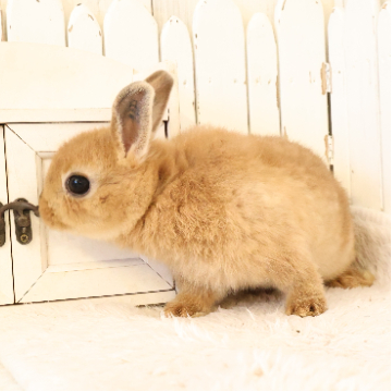 animal_image