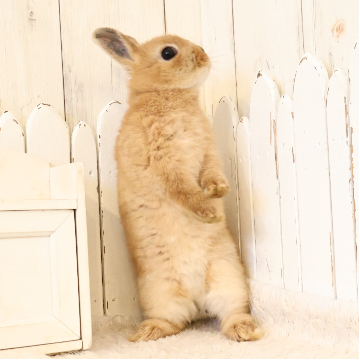 animal_image
