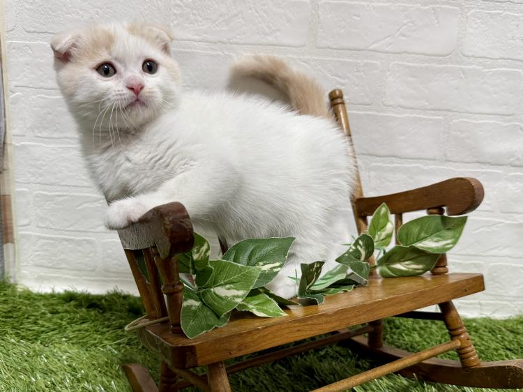 animal_image