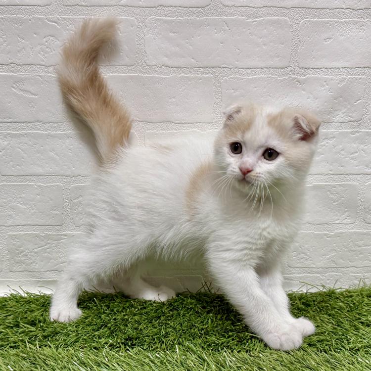 animal_image
