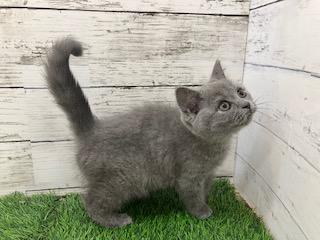animal_image