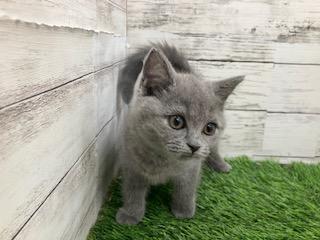 animal_image