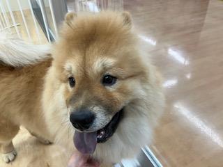 animal_image