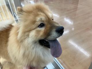 animal_image