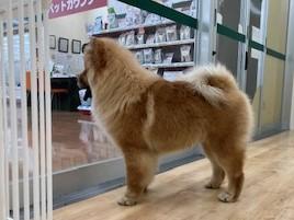 animal_image