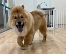 animal_image
