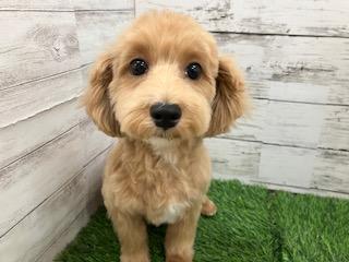 animal_image
