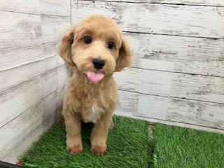 animal_image
