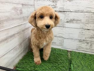animal_image