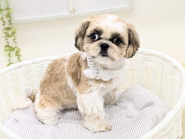 animal_image