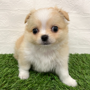 animal_image