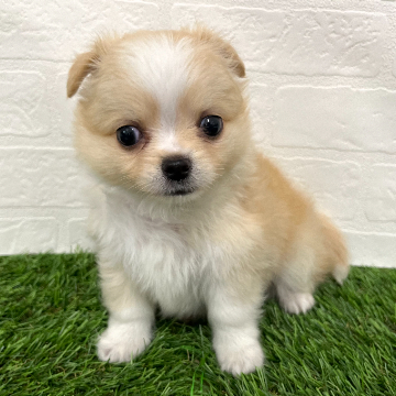animal_image