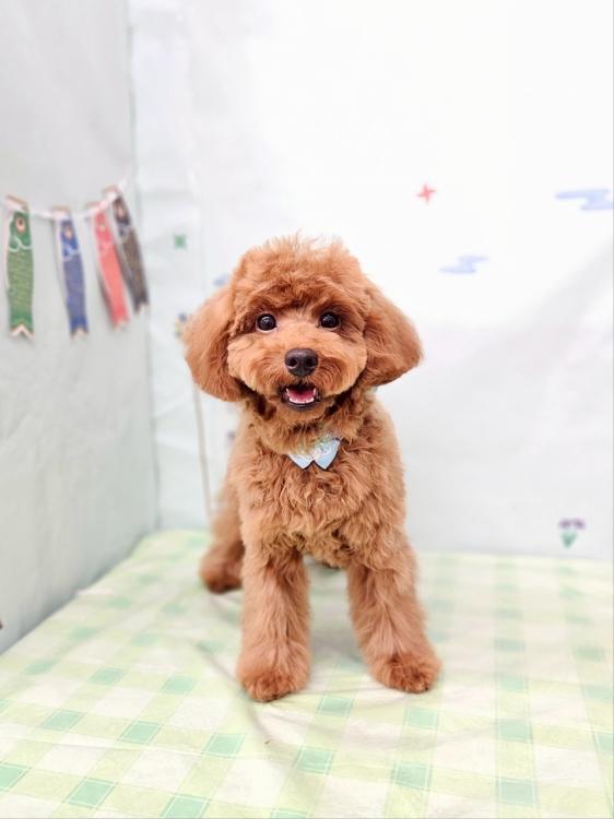 animal_image