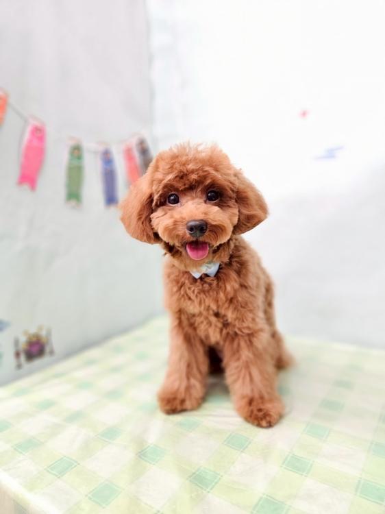 animal_image