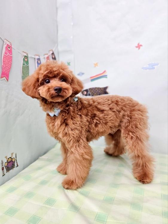 animal_image