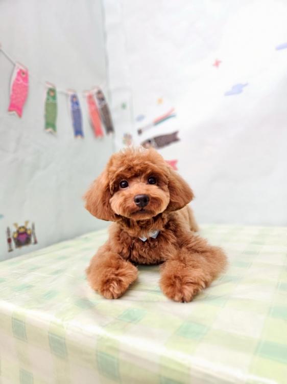 animal_image