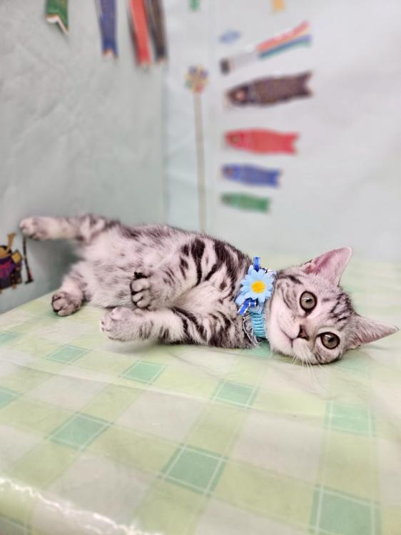 animal_image