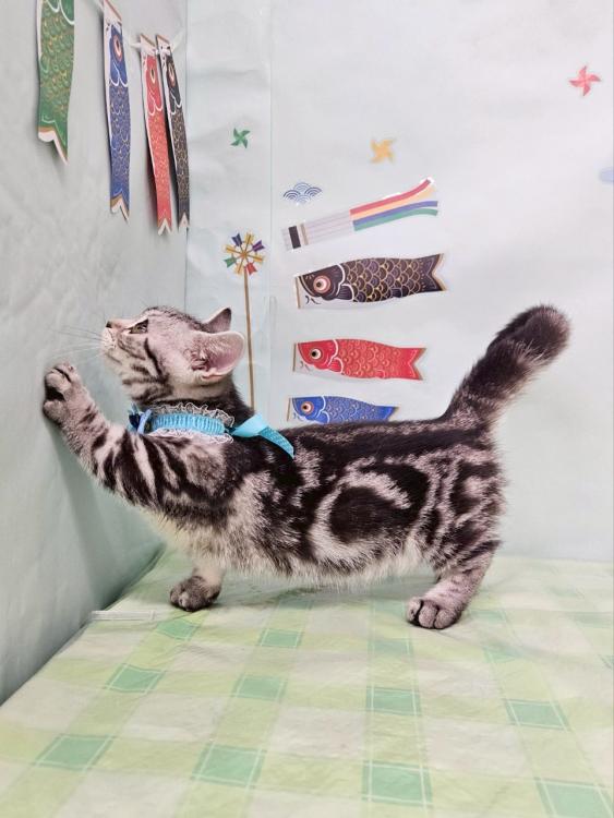 animal_image