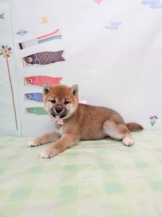 animal_image
