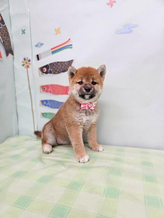 animal_image