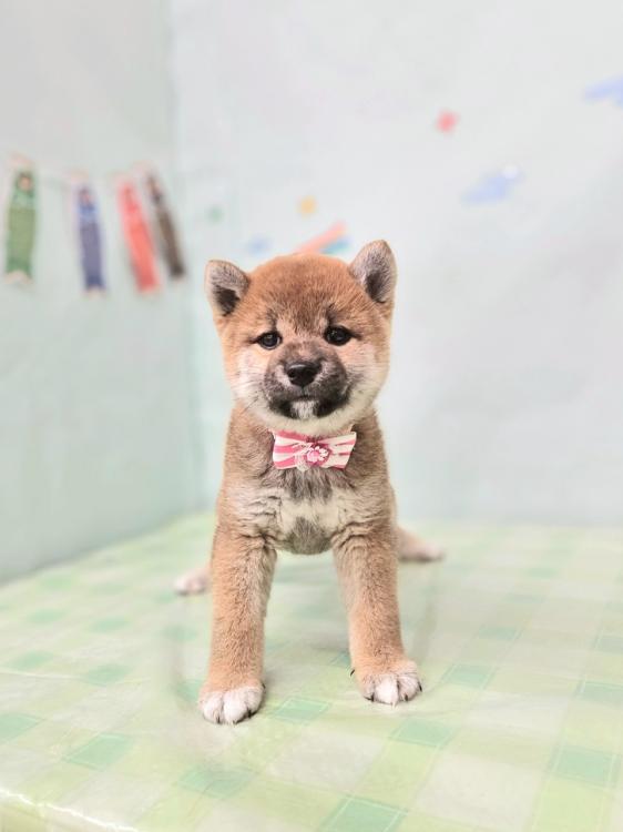 animal_image
