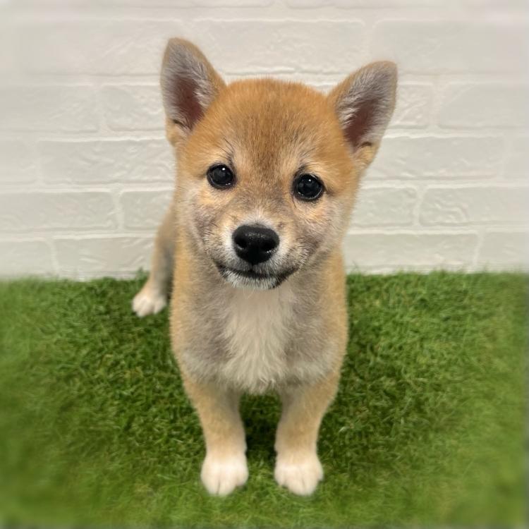 animal_image