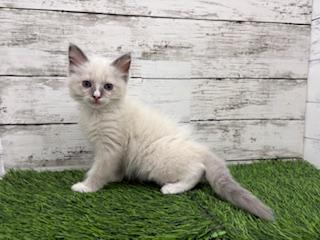 animal_image