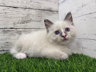animal_image