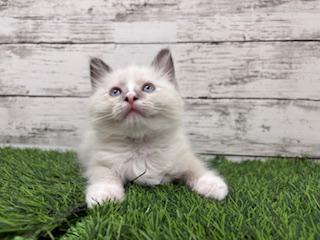 animal_image