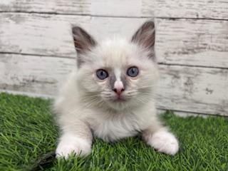 animal_image