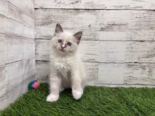 animal_image