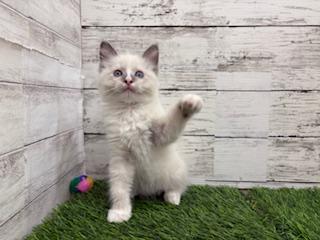 animal_image
