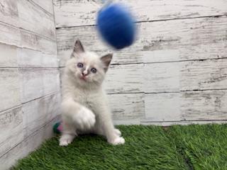 animal_image