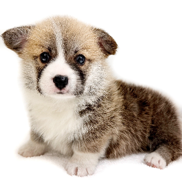 animal_image