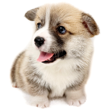 animal_image